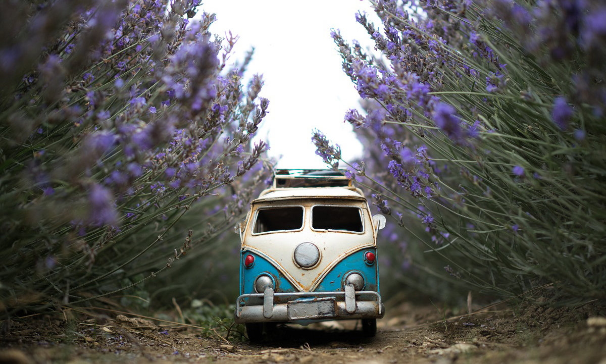 Lavender-days-in-Hitchin (Foto: Kim Leuenberger)