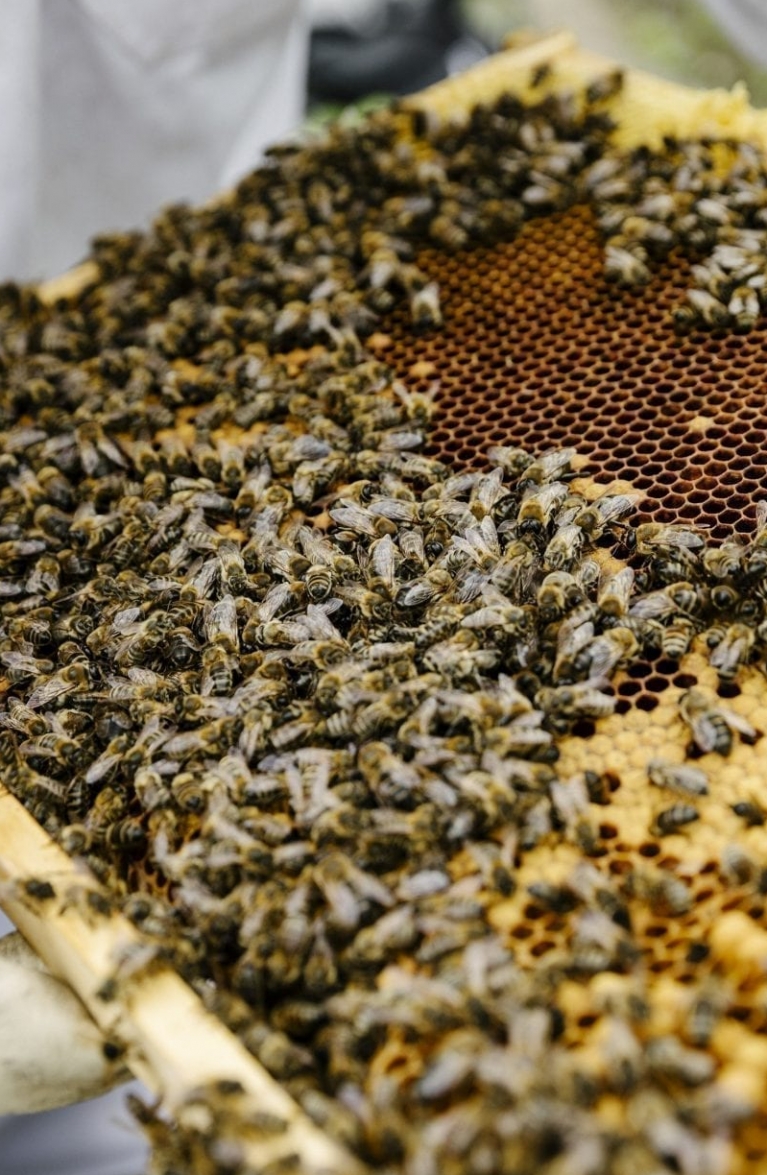 Der Blick auf eine Bienenwabe mit vielen Bienen und Honig.