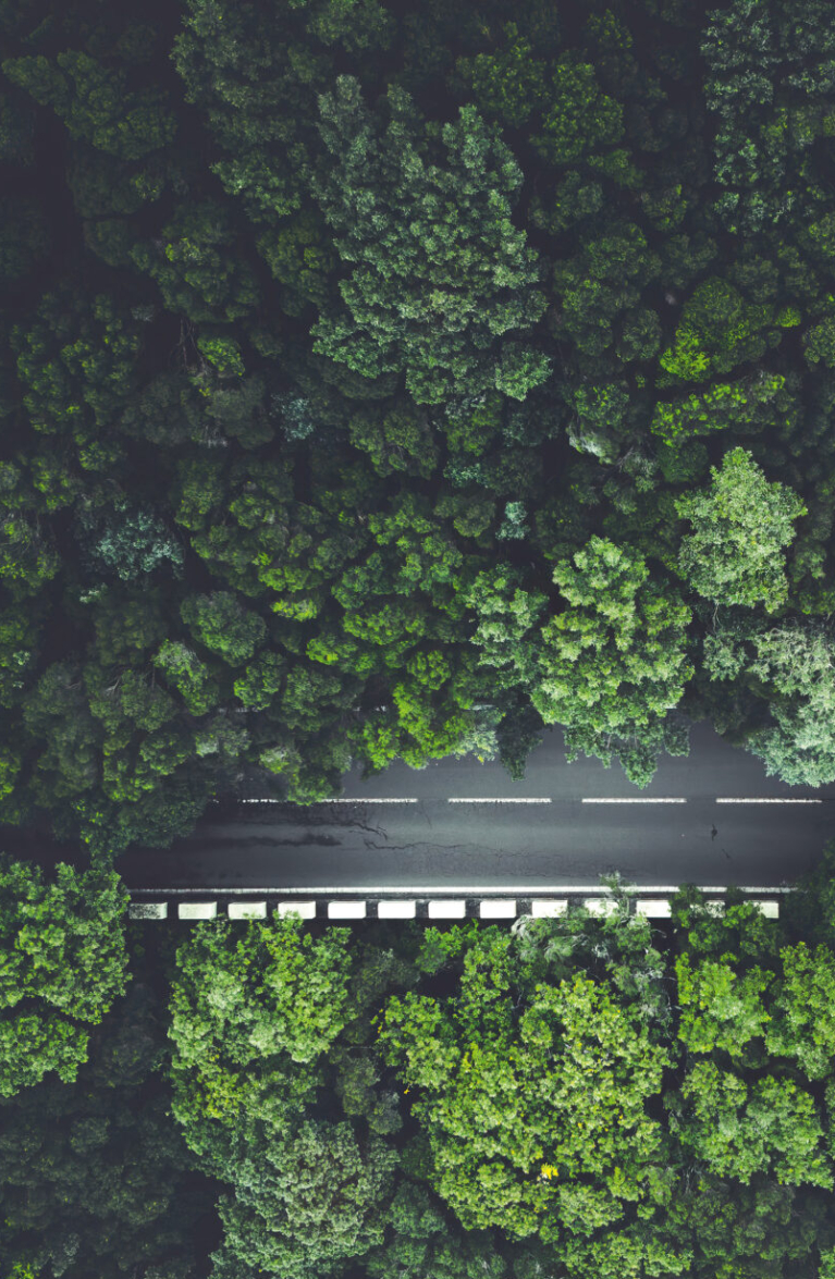 Wald durch den eine Strasse führt aus der Vogelperspektive