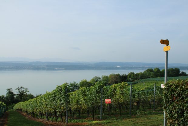 Oltre i vigneti si scorge il lago di Morat